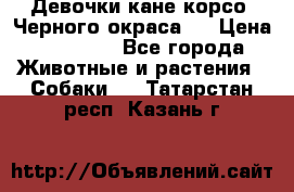 Девочки кане корсо. Черного окраса.  › Цена ­ 65 000 - Все города Животные и растения » Собаки   . Татарстан респ.,Казань г.